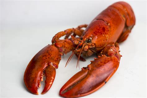 pictures of lobsters|show me pictures of lobsters.